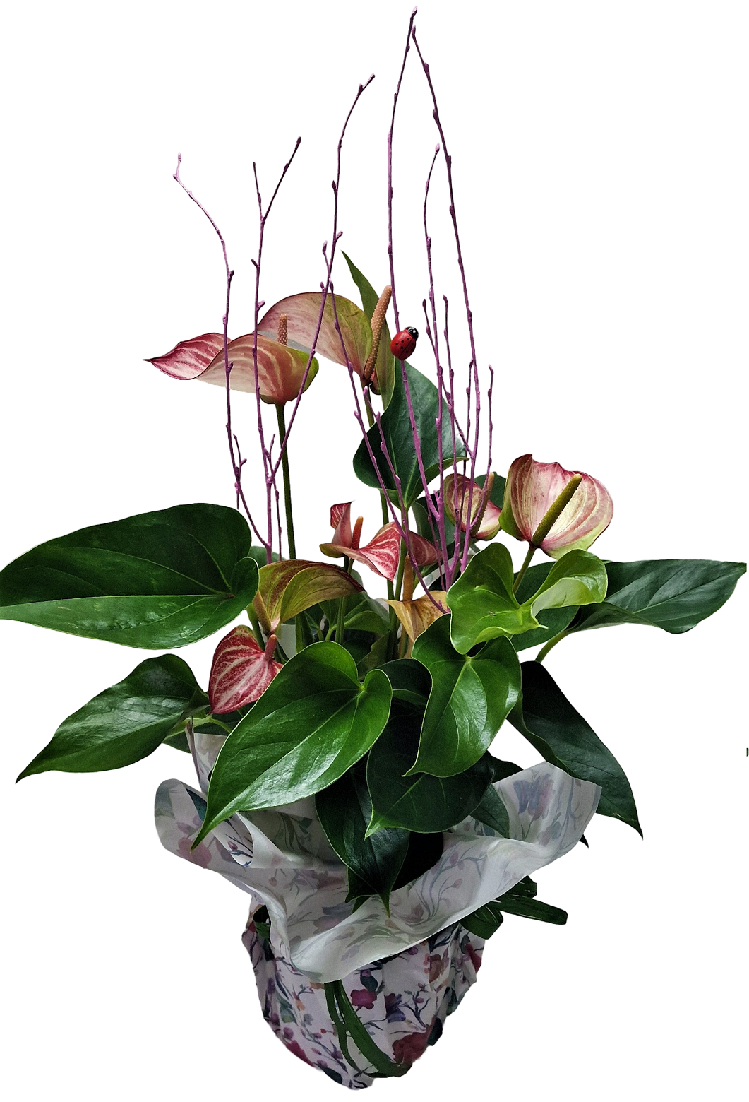 Anthurium: Elegancia Tropical con un Toque de Color Exótico